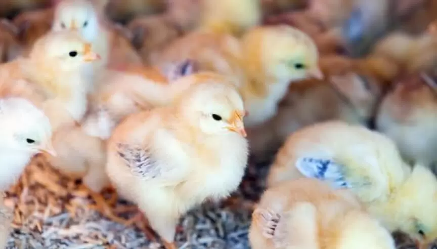 Effective-Water-Disinfection-in-Poultry-Farms